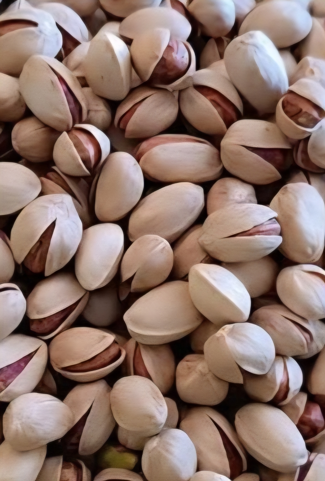 فروش مستقیم پسته فندقی مناسب تولید محصولات اقتصادی + قیمت و خرید عمده